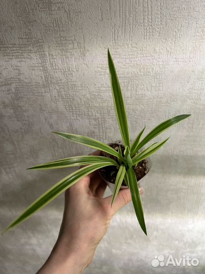 Хлорофитум вариегатный