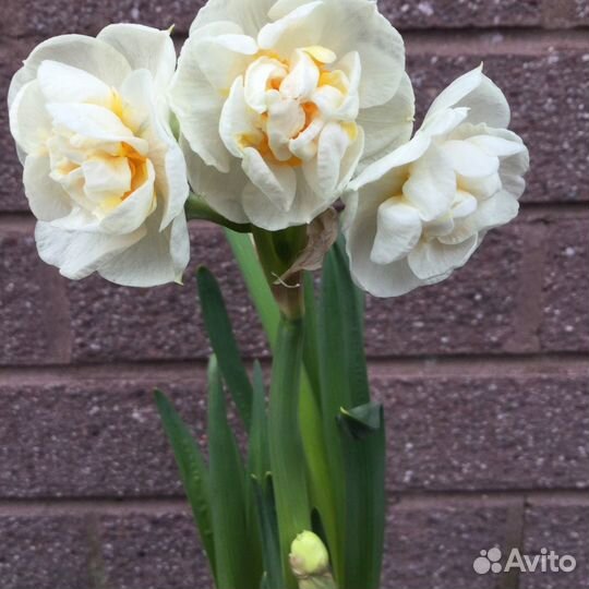 Нарцисс Брайдал Краун 5 шт