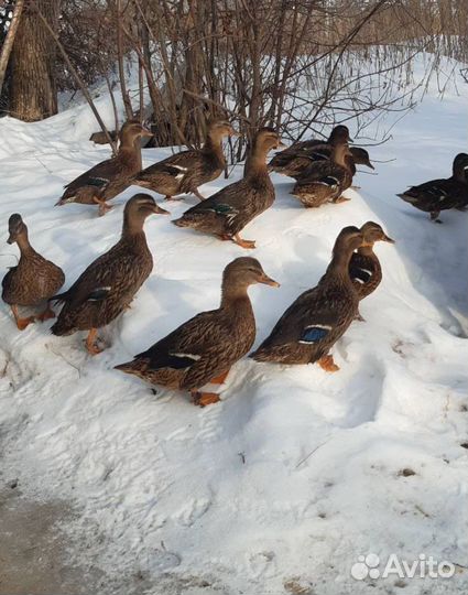 Подсадные утки для охоты