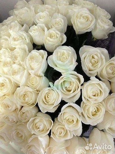 Высокие Розы Гиганты Доставка Круглосуточно