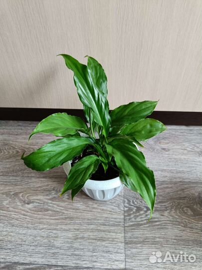Спатифиллум Женское счастье