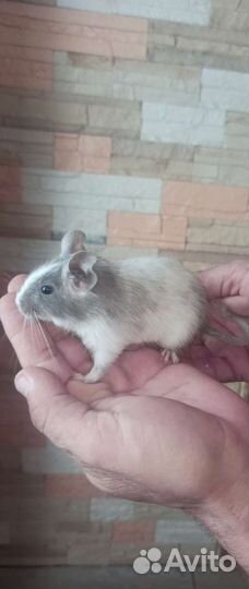 Чилийские белки дегу