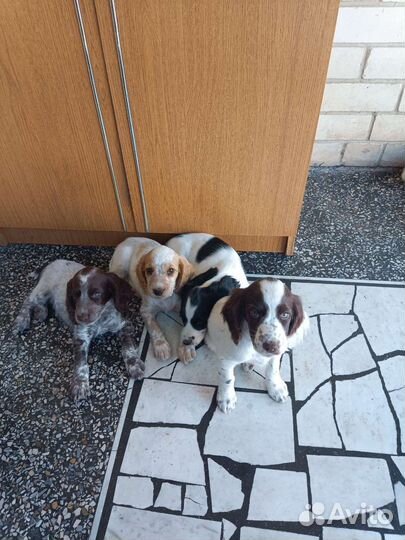 Щенки русского спаниеля