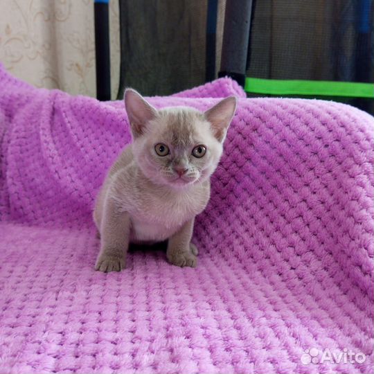 Бурманские котята