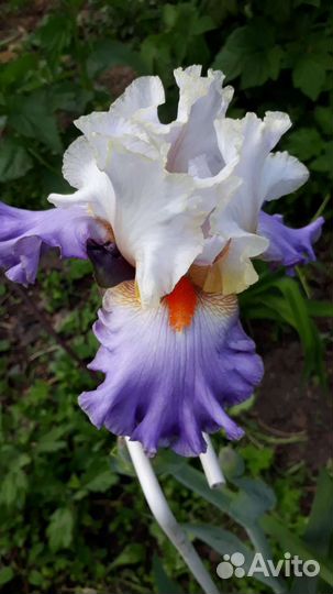 Ирисы бородатые