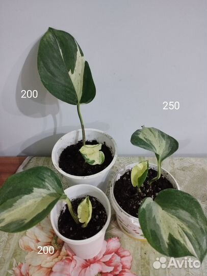 Эпипремнум Хеппи Лиф,Пиктус,ауреум