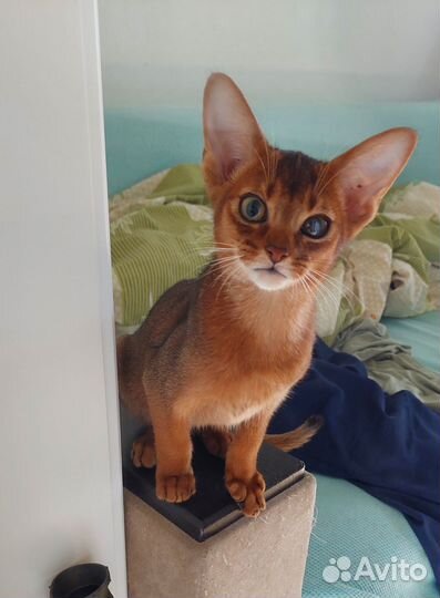 Абиссинский мальчик Бронь для Киры до 15.09