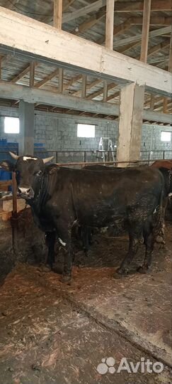 Бычки и быки на мясо