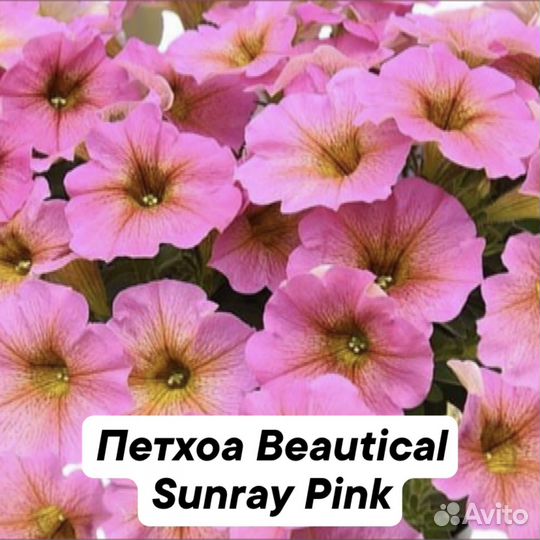 Вегетативная петуния