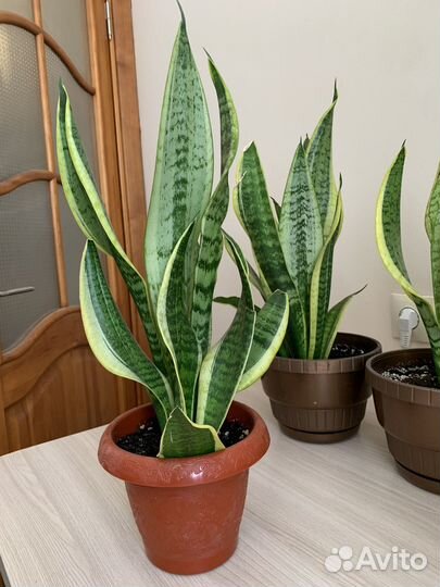 Сансевиерия Комнатное растение