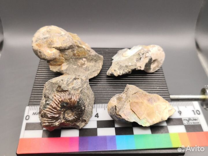 Аммониты, 4шт., река Курджипс