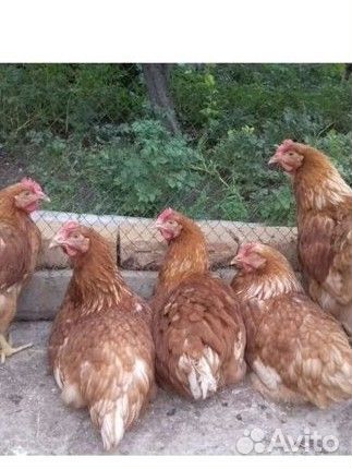Куры несушки ломан браун