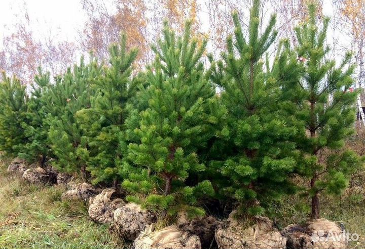 Сосна Обыкновенная из питомника