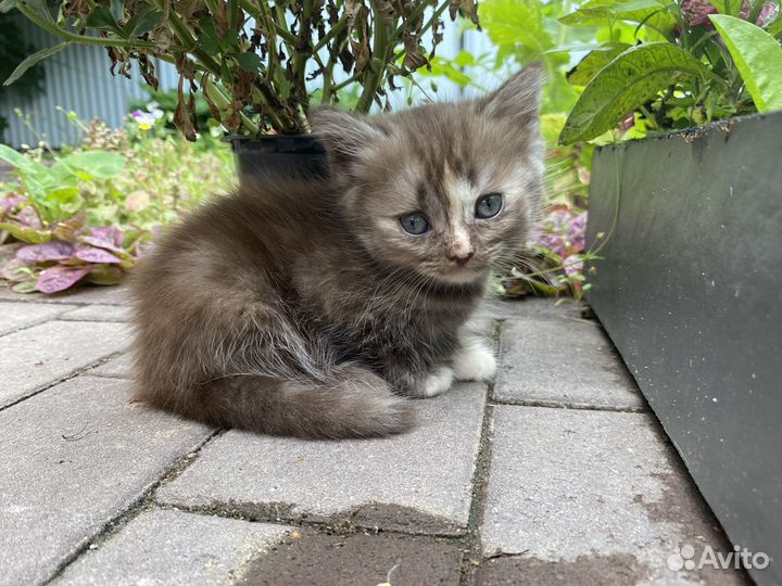 Шотландские котята