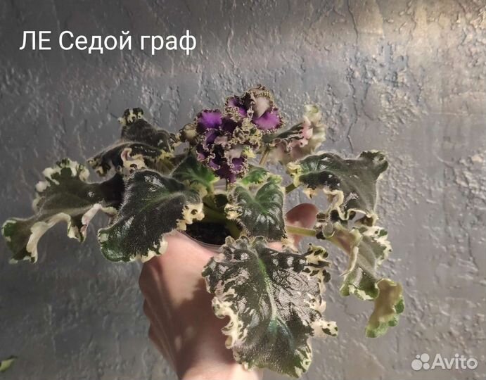 Черенки фиалки на срез