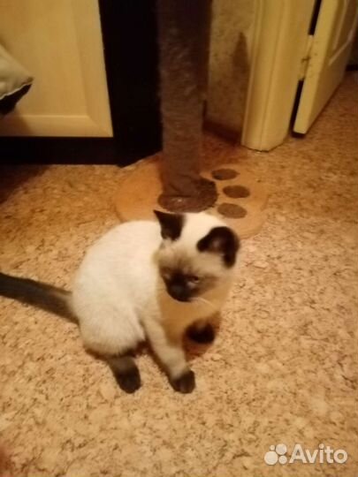 Сиамский котик