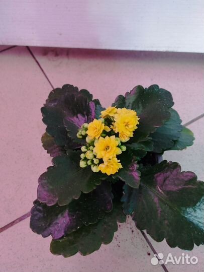 Цветущие комнатные растения