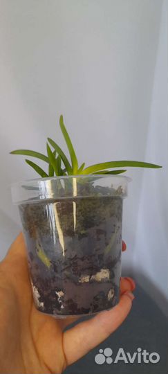 Neofinetia falcata Zuiun