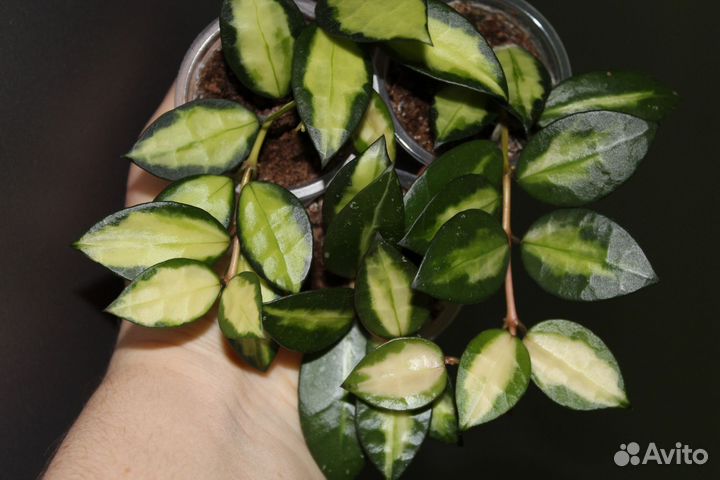 Хойя Hoya lacunosa