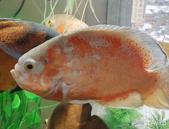 Астронотусы