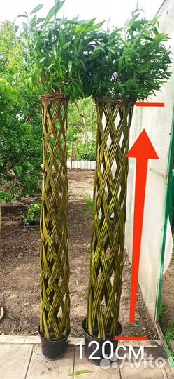 Плетеные деревья из ивы