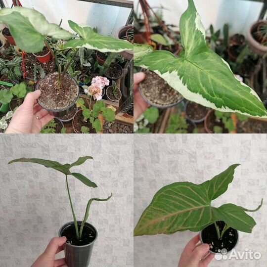 Комнатные цветы в большом ассортименте