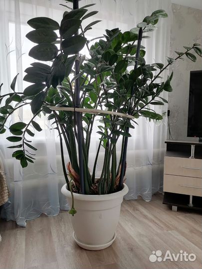 Замиокулькас