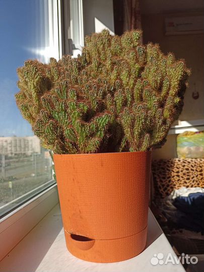 Кактус (скала)