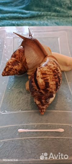 Отдам улиток ахатин