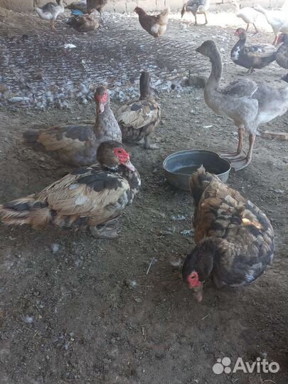 Индоутки самки самцы