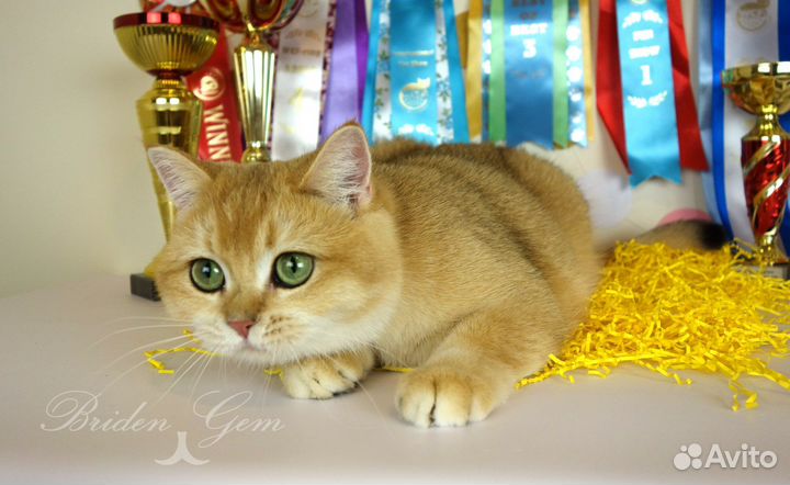 Британский кот голубое золото