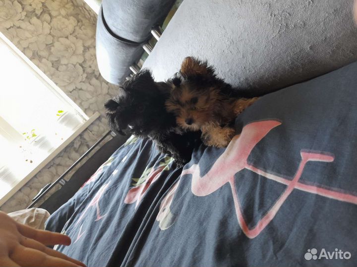 Йоркширский терьер щенки