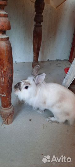 Декоративные кролики