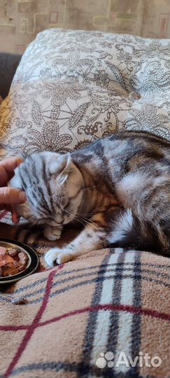 Бенгальская кошка