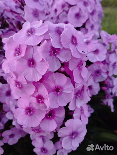 Флоксы сортовые Мещера