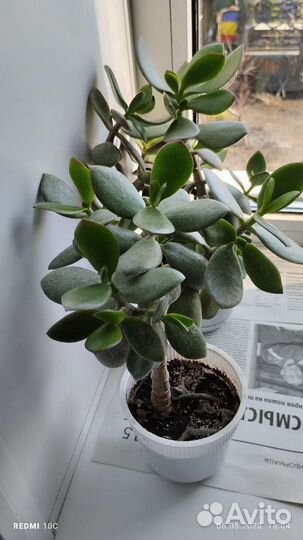 Толстянка (денежное дерево, в каждый )