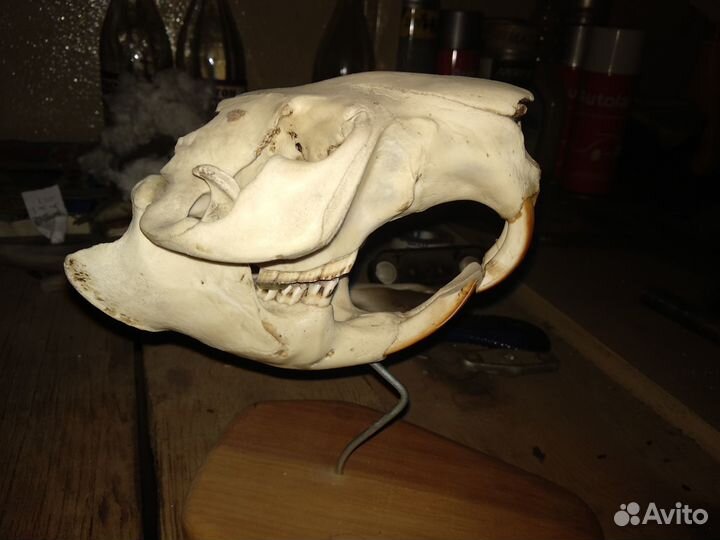 Голова щуки и Череп водопл. животного на медальоне