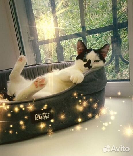 Котенок: Отдам в добрые руки