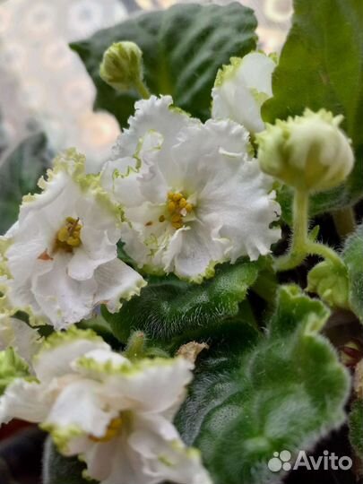 Фиалка, укорененные листья