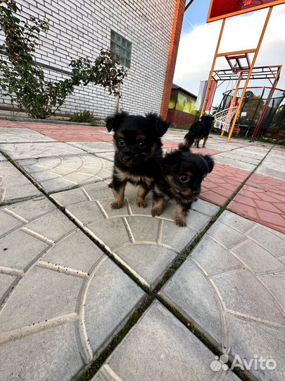 Той-терьер щенки