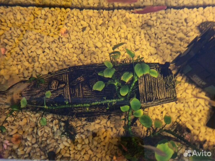 Аквариума 100 л с рыбкоми