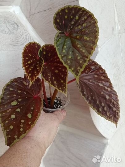 Queen Constellation бегония