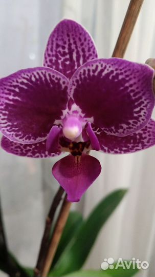 Орхидея фаленопсис