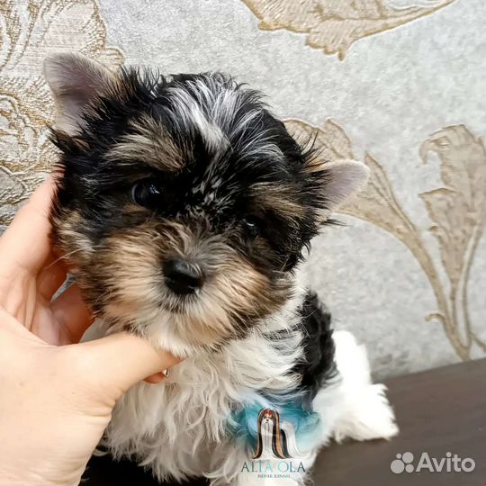 Бивер терьер девочки мальчик