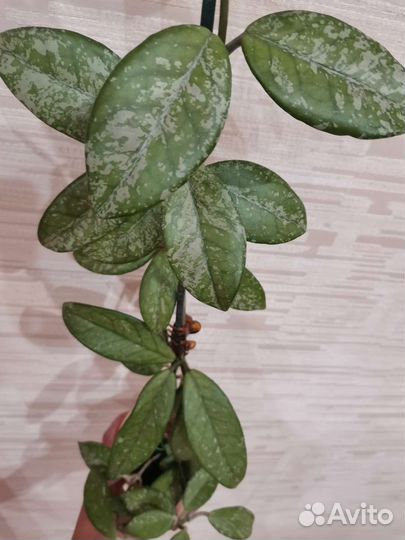 Хойя Wilbur Graves, Finlaysonii long leaf