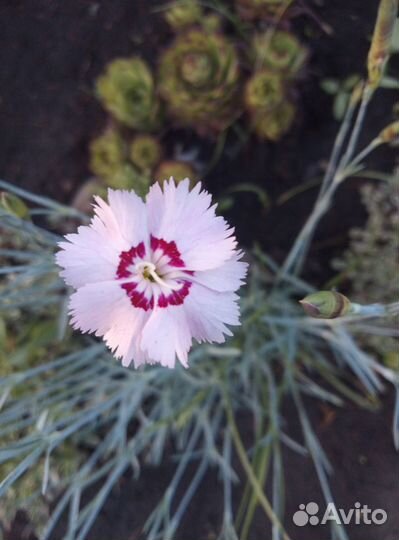 Саженцы и черенки винограда