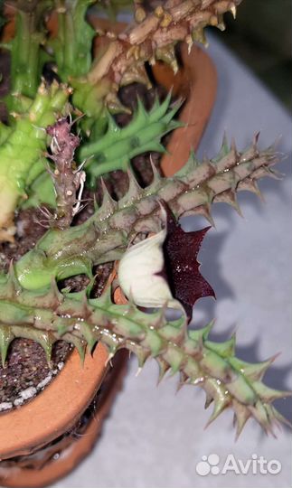 Суккуленты