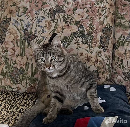 Котик Тимоша
