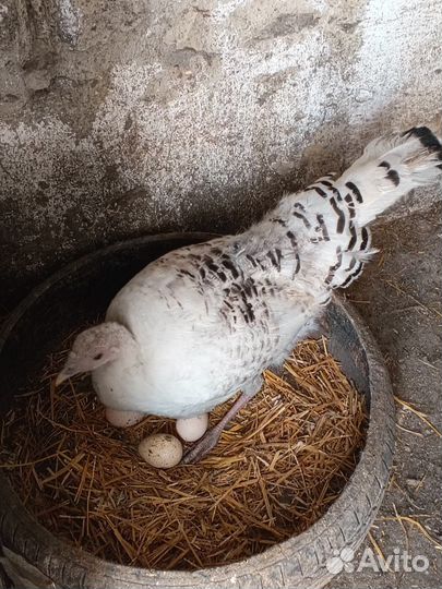 Инкубационное яйцо индейки