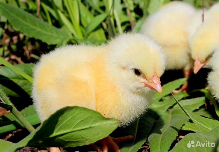 Цыплята бройлеры